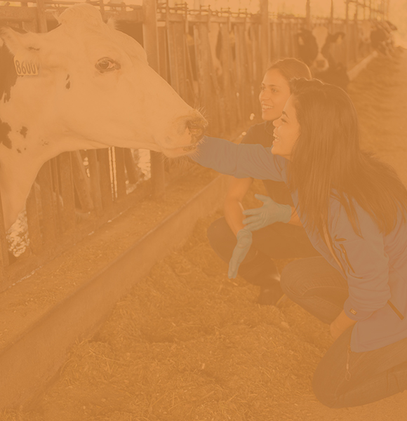 Two female animal science students kneeling down in a barn petting a dairy cow