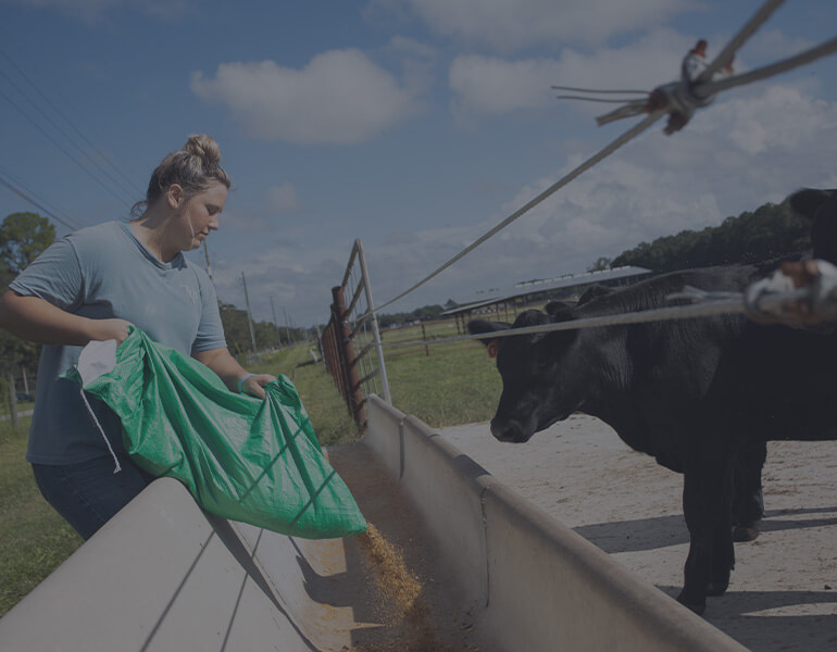 Woman feeding cows with gray overlay