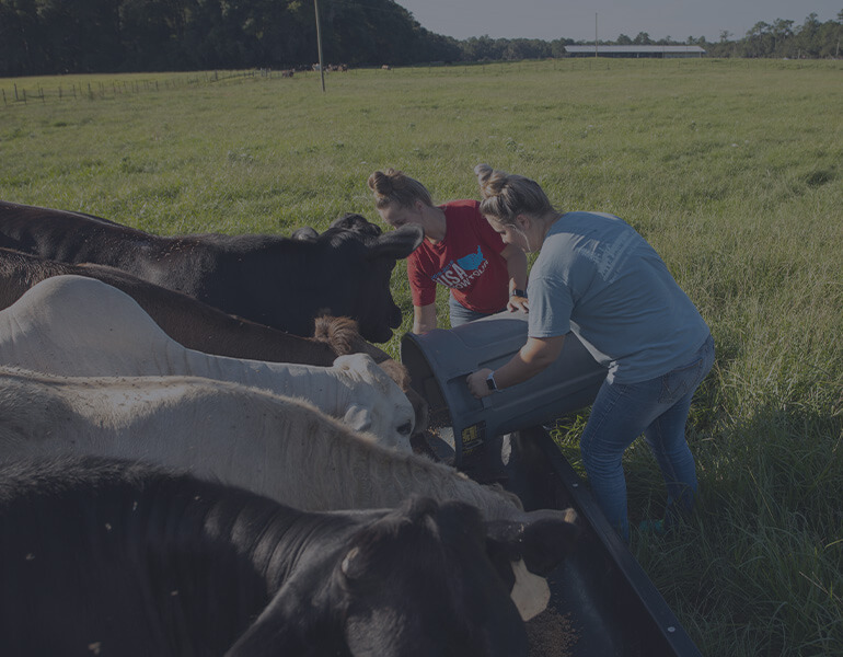 students feeding cows with gray overlay